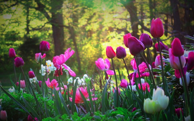 6915713-tulips-flower-garden-1